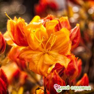 Азалия/Рододендрон Клондайк