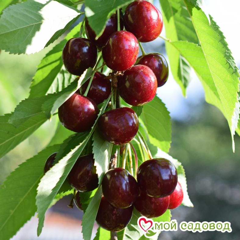 Черешня Чёрная колоновидная