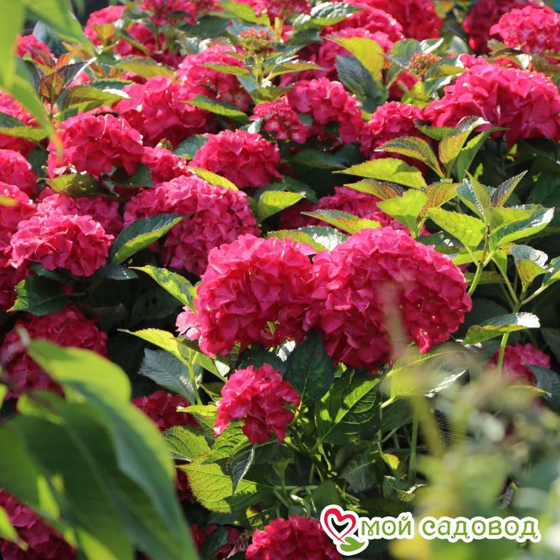 Гортензия крупнолистная Альпенглюхен  ЗКС