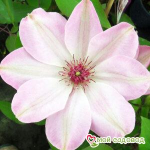Клематис Дон (Dawn) ЗКС