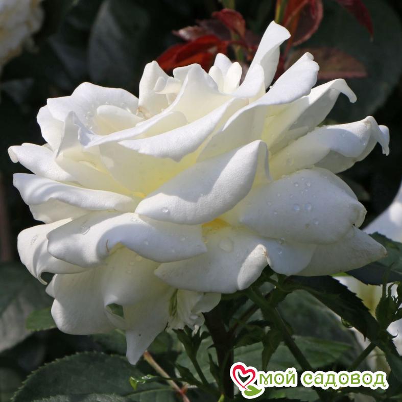 Роза чайно-гибридная  Мемори