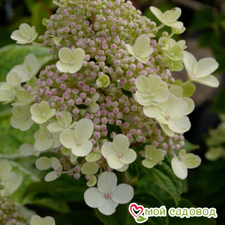 Гортензия метельчатая  Би Хеппи ЗКС