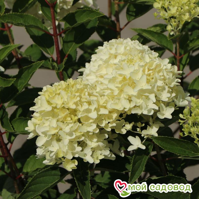 Гортензия метельчатая  Би Хеппи ЗКС