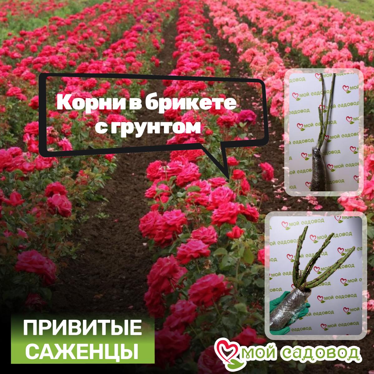 Роза Розаман Жанон