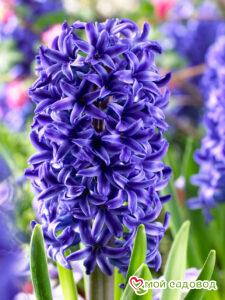 Гиацинт Блю Джекет