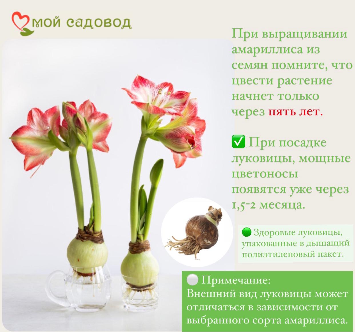 Комплект Амариллисов