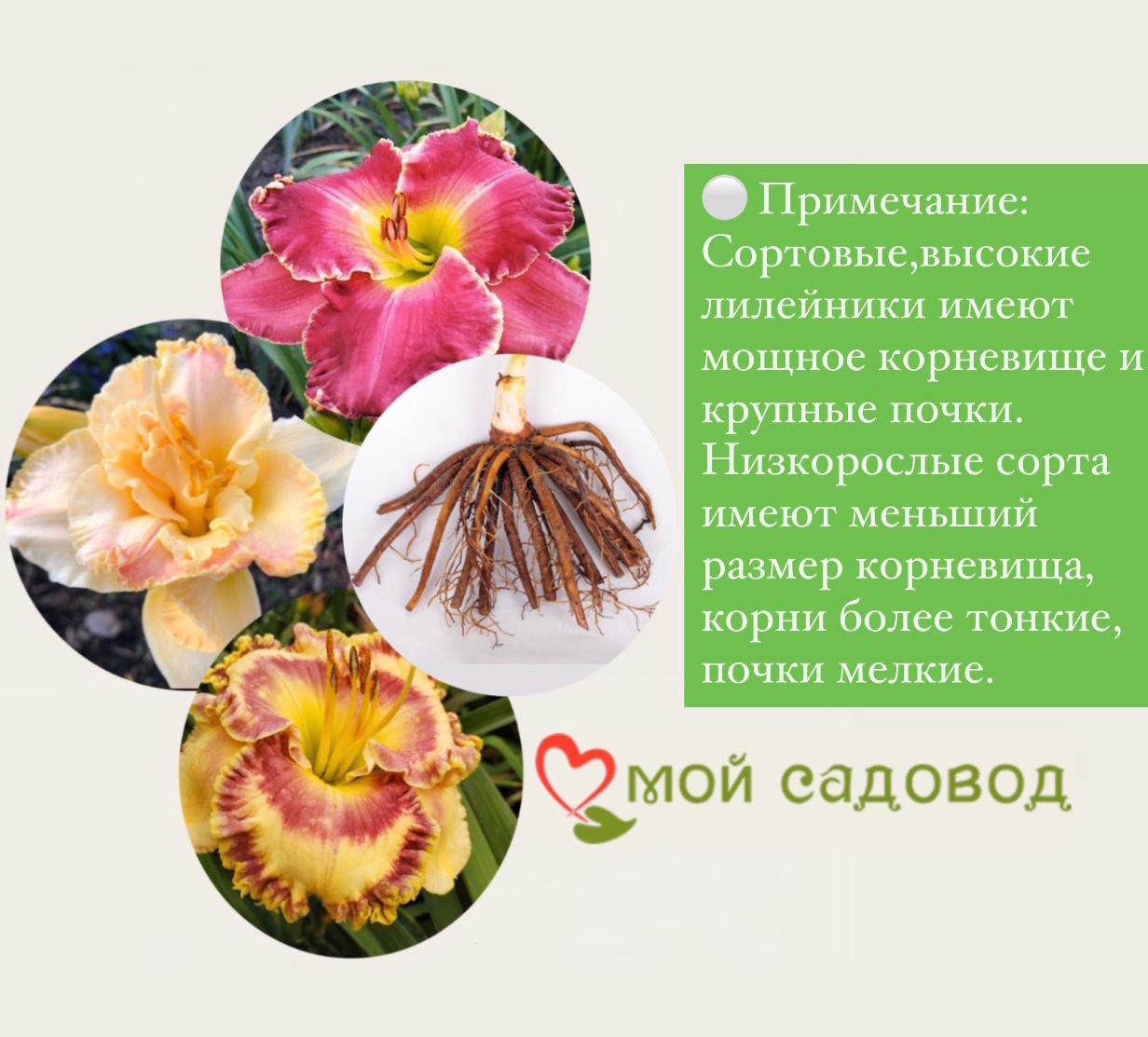 Лилейник Шникел Фритц