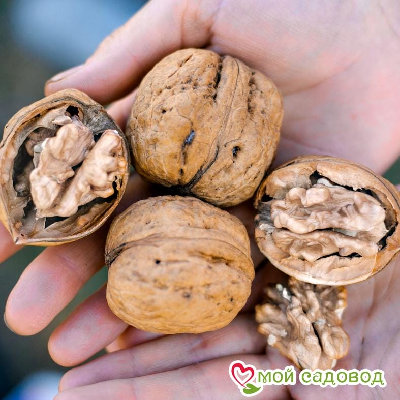 Орех Грецкий Астаховский