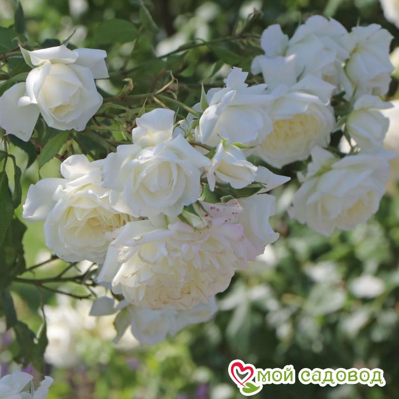 Роза Аляска