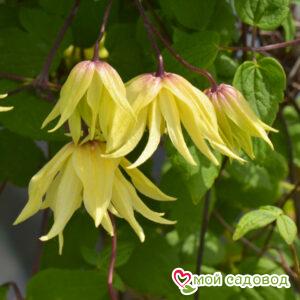 Клематис Голден Дрим