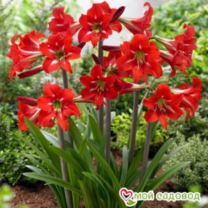 Гиппеаструм Сантьяго