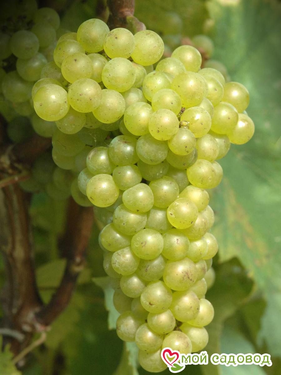Виноград Шардоне Блан