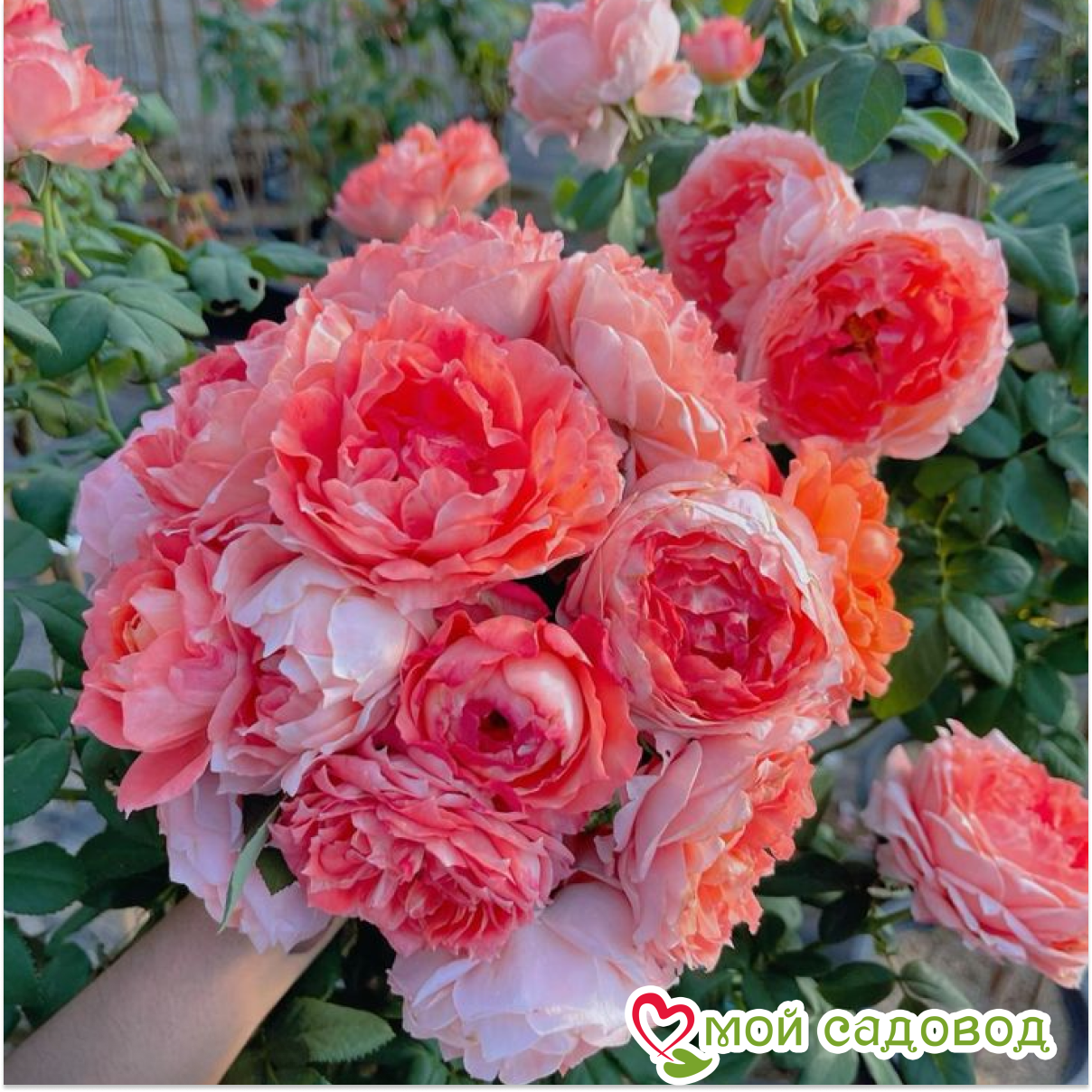 Роза чайно-гибридная  Принцесса Сакуры