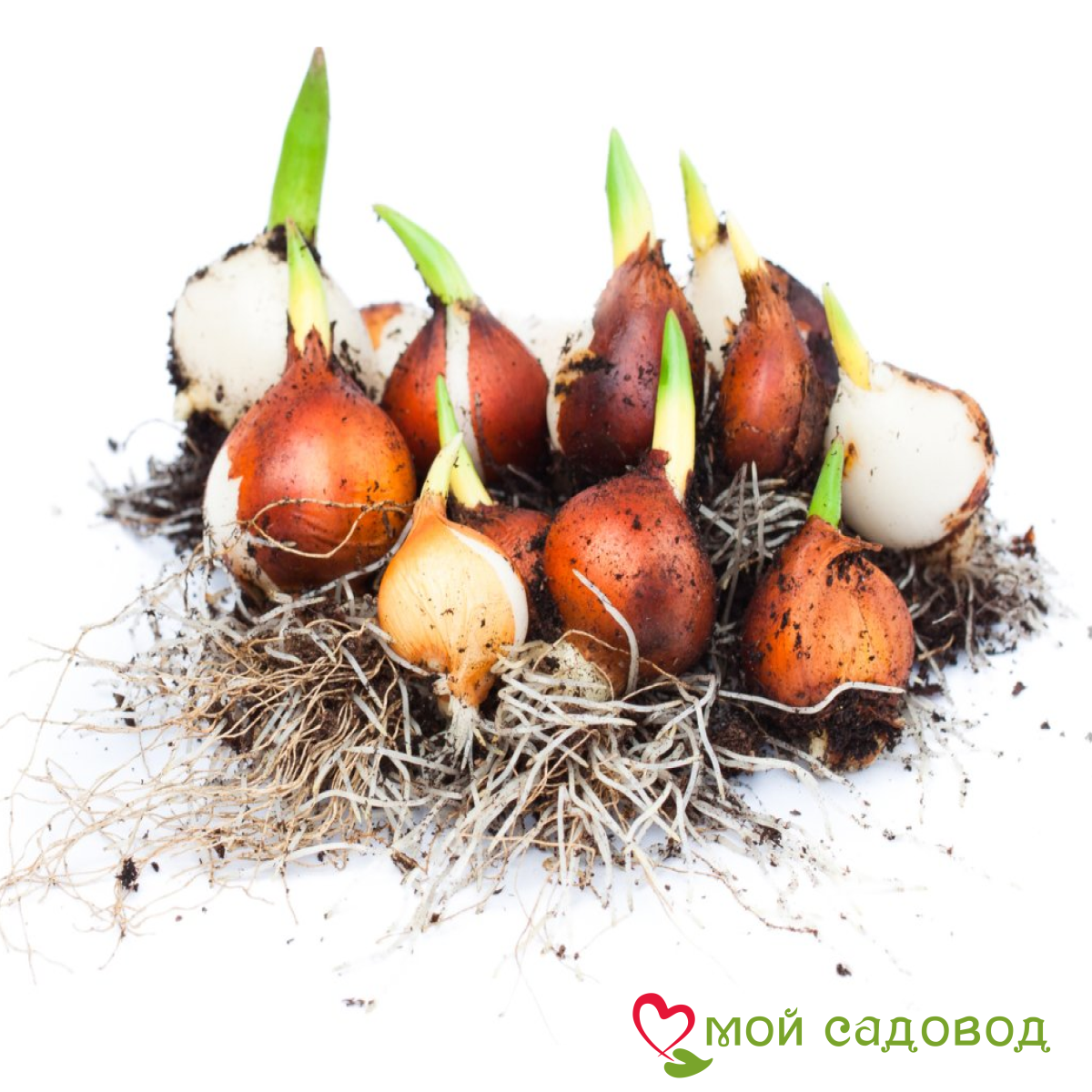 Тюльпан махровый Голден Ницц