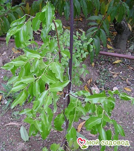 Зизифус Изумруд