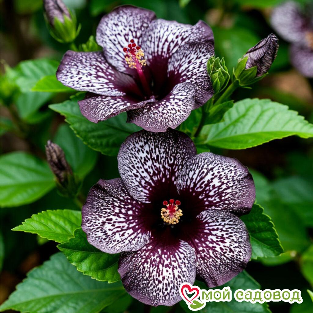 Хоста Кэтлин